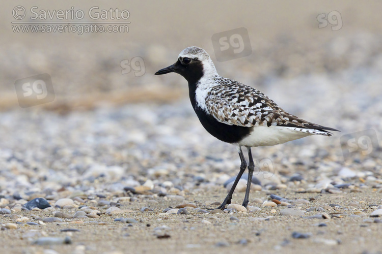 Grey Plover