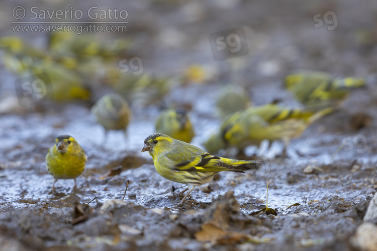 Eurasian Siskin, a flock drinking in a pool