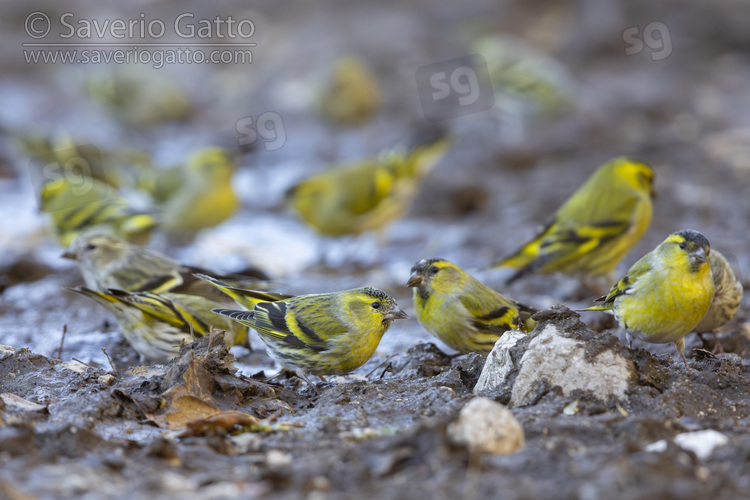 Eurasian Siskin