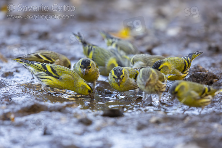 Eurasian Siskin, a flock drinking in a pool