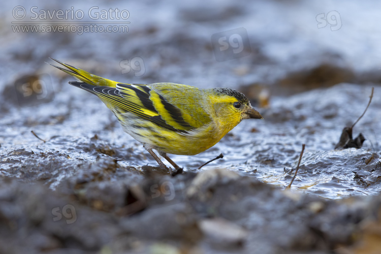 Eurasian Siskin, side view of a male standing on the ground