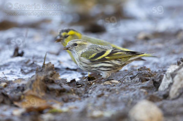 Eurasian Siskin, side view of a female standing on the ground