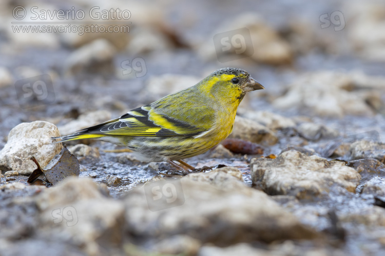 Eurasian Siskin, side view of a male standing on the ground