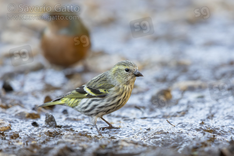 Eurasian Siskin, side view of a female standing on the ground