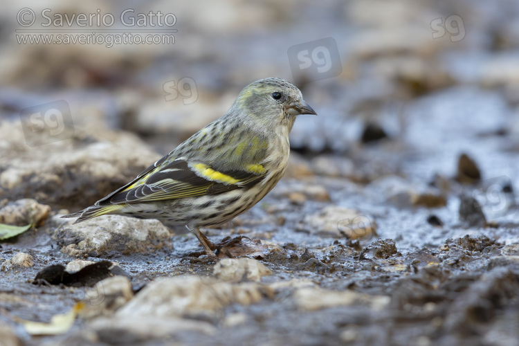 Eurasian Siskin, side view of a female standing on the ground