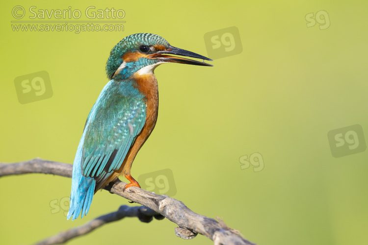 Common Kingfisher, side view of an adult male perched on a branch