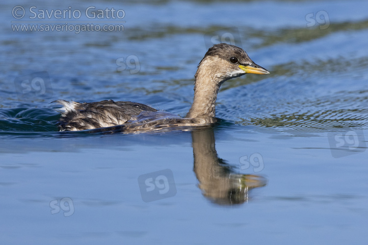 Little Grebe, side view of an individual in winter plumage swimming in the water