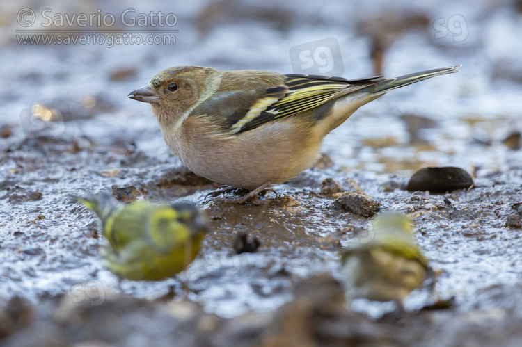 Common Chaffinch, side view of a male standing on the ground
