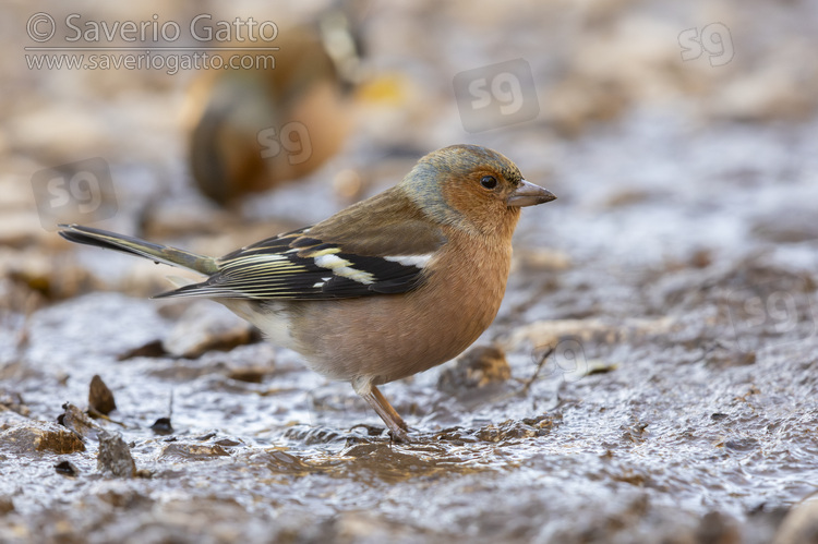 Common Chaffinch, side view of a male standing on the ground