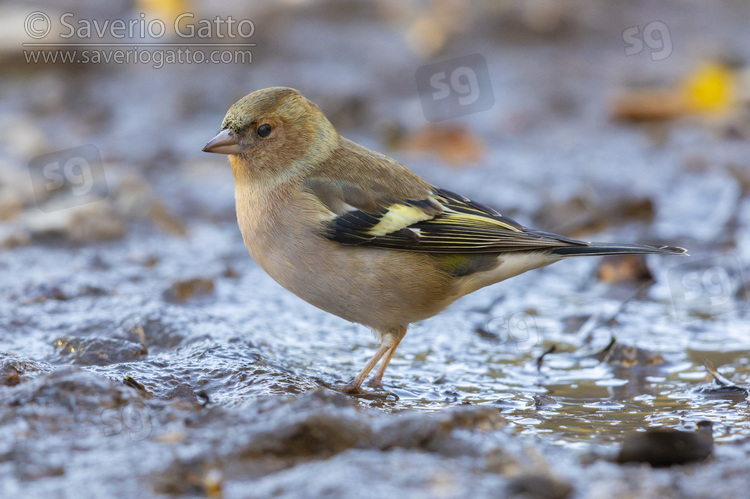 Common Chaffinch, side view of a male standing on the ground