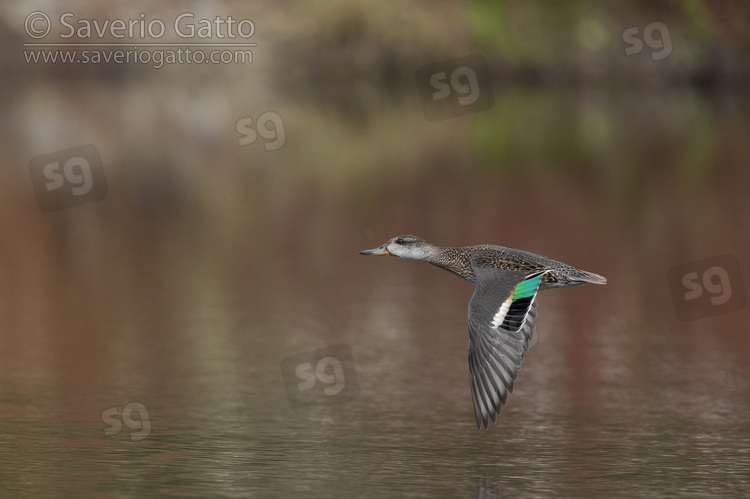 Euasian Teal, side view of a female in flight