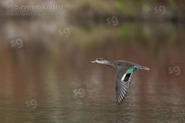 Alzavola, femmina in volo