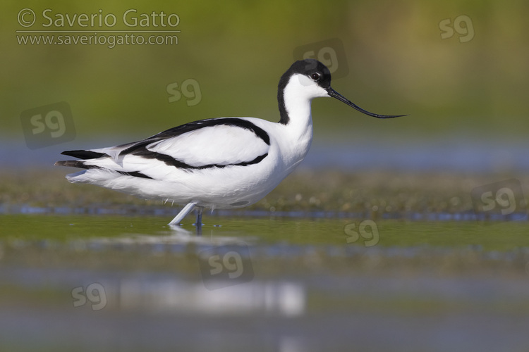 Pied Avocet, side view of an adult standing in the water