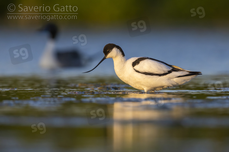 Pied Avocet, side view of an adult standing in the water