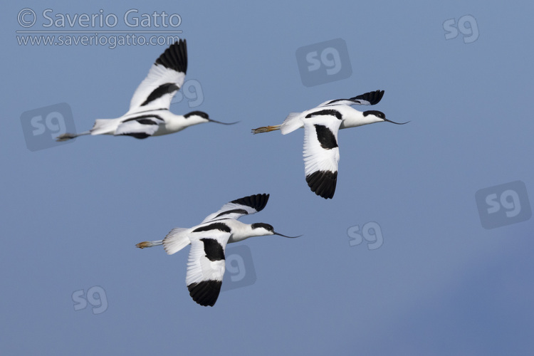 Pied Avocet, a flock in flight