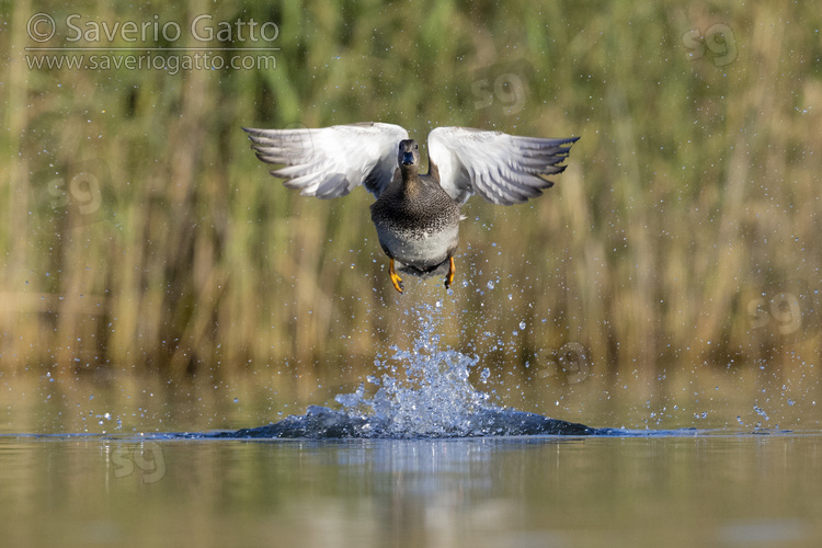 Gadwall, front view of an adult male in flight