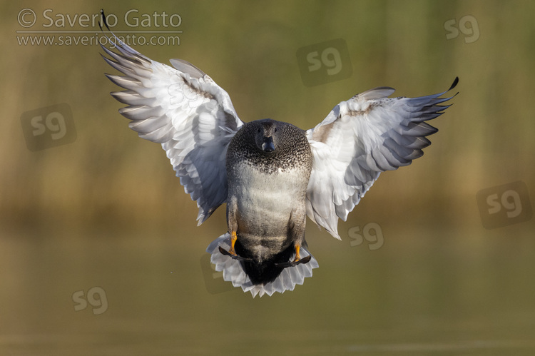 Gadwall, front view of an adult male in flight