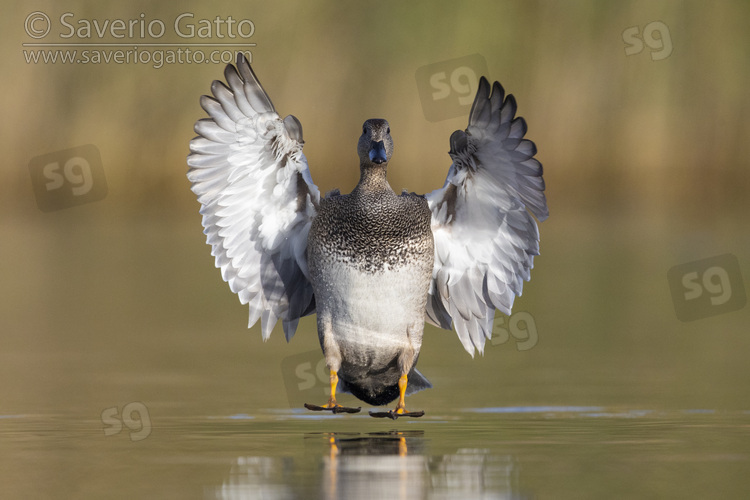 Gadwall, front view of an adult male in flight