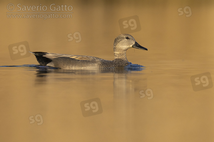 Gadwall, side view of an adult male swimming in the water