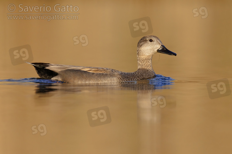 Gadwall, side view of an adult male swimming in the water