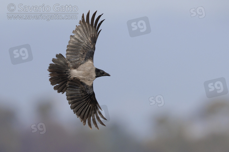Hooded Crow, individual in flight showing upperparts