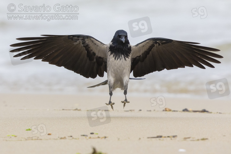 Hooded Crow