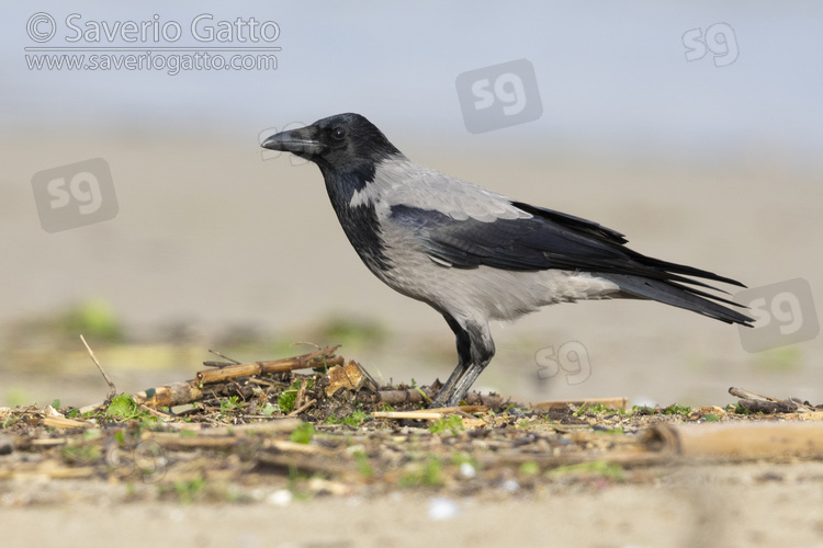 Hooded Crow, side view of an individual standing on the sand