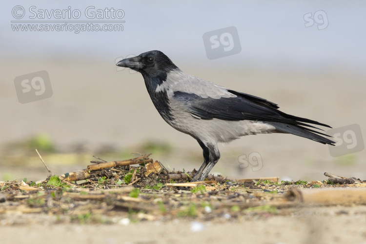 Hooded Crow