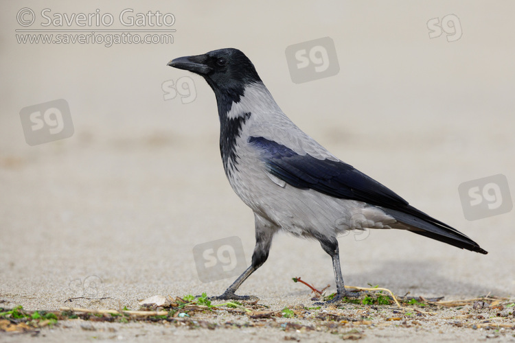 Hooded Crow, side view of an individual standing on the sand