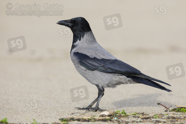 Hooded Crow, side view of an individual standing on the sand