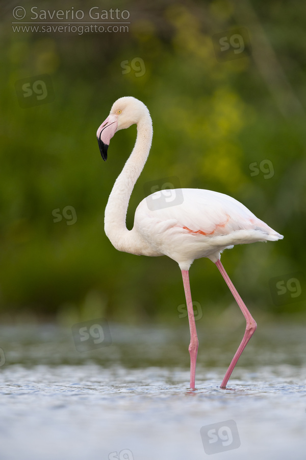 Greater Flamingo, side view of an adult standing in the water