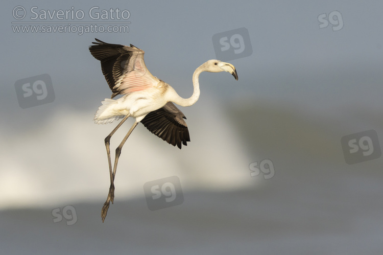 Greater Flamingo, side view of a juvenile in flight