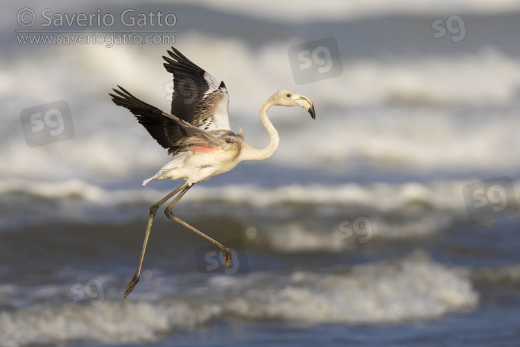 Greater Flamingo, side view of a juvenile in flight