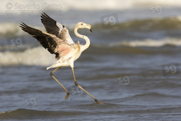 Greater Flamingo, side view of a juvenile in flight