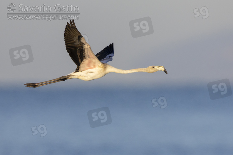 Greater Flamingo, side view of a juvenile in flight