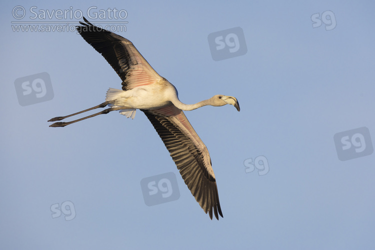 Greater Flamingo, side view of a juvenile in flight