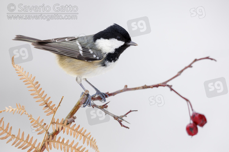 Coal Tit, side view of an adult perched on a hawthorn branch