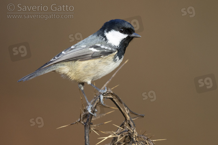 Coal Tit, side view of an adult perched on a dead thistle