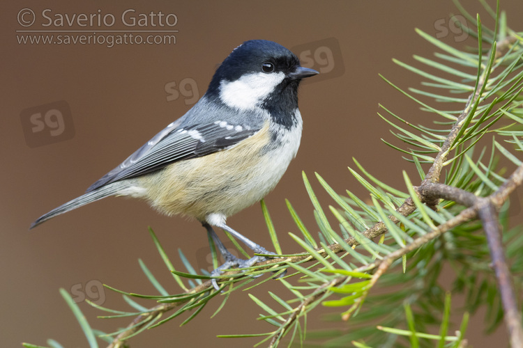 Coal Tit, side view of an adult perched on a silver fir branch