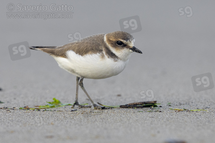 Kentish Plover, side view of an individual in winter plumage standing on the sand