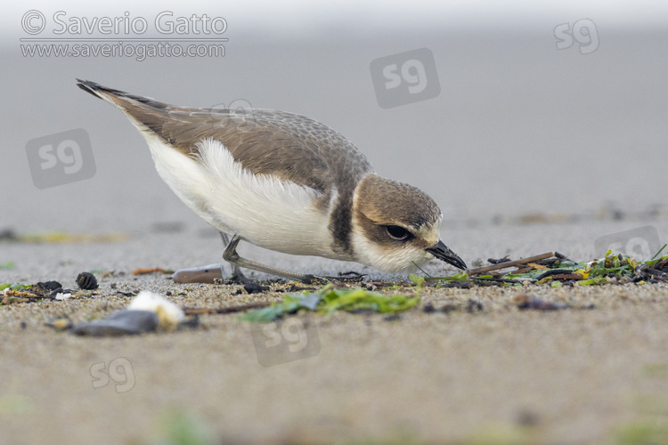 Kentish Plover