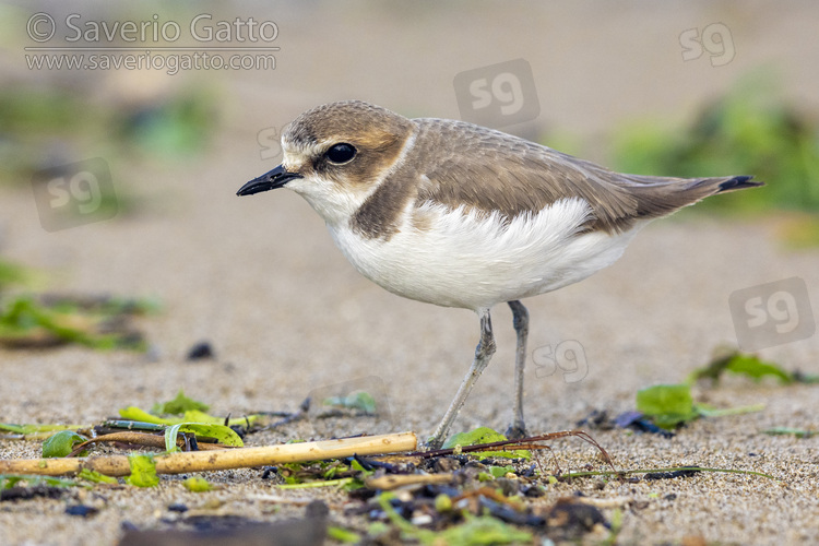Kentish Plover, side view of an individual in winter plumage standing on the sand