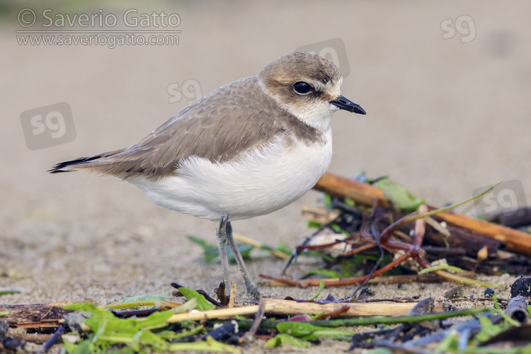 Kentish Plover