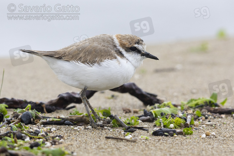 Kentish Plover