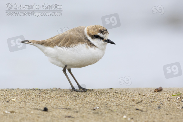 Kentish Plover