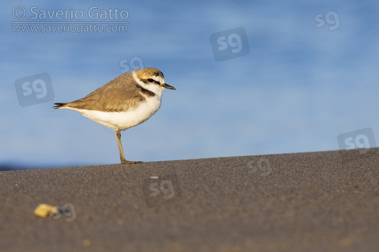 Kentish Plover, side view of an adult male standing on the sand