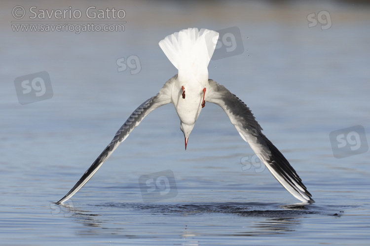 Black-headed Gull