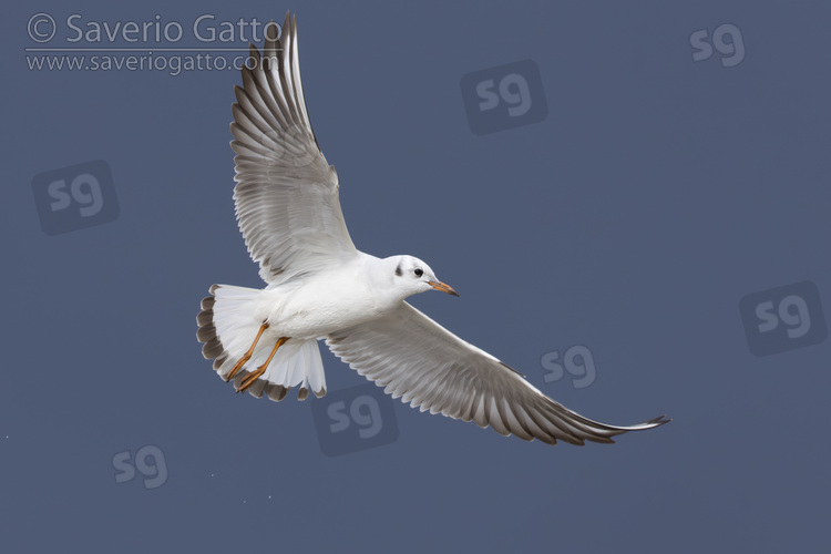 Gabbiano comune, giovane in volo