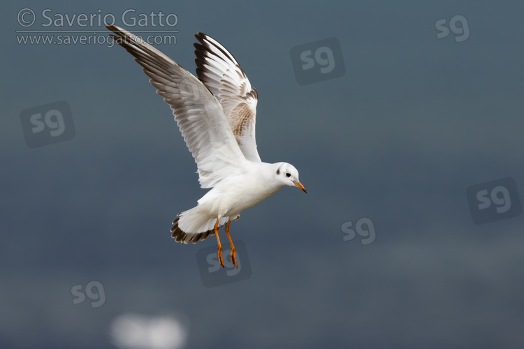 Black-headed Gull, side view  of a juvenile in flight