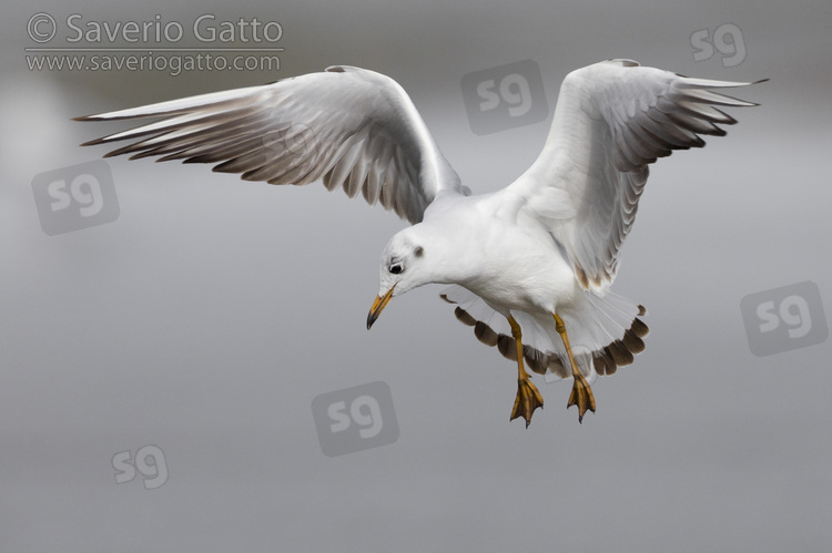 Gabbiano comune, giovane in volo visto frontalmente